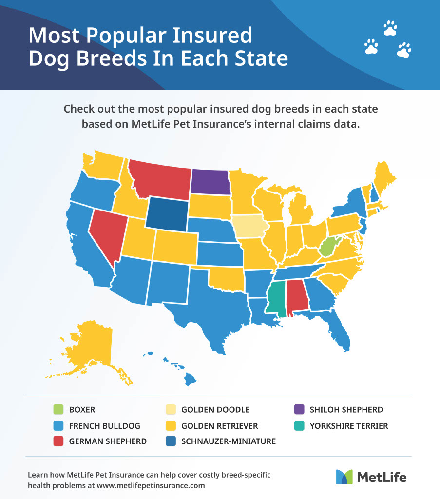 Most popular insured dog breeds