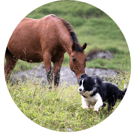 Dog and a horse