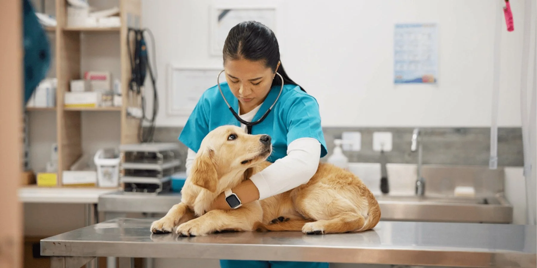 A dog looking up at a vet