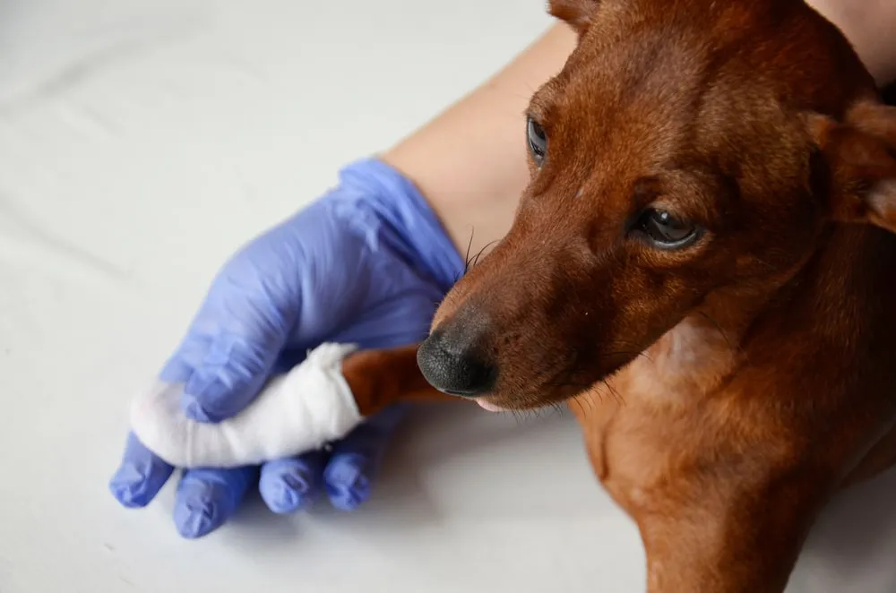 Bandaged dog paw