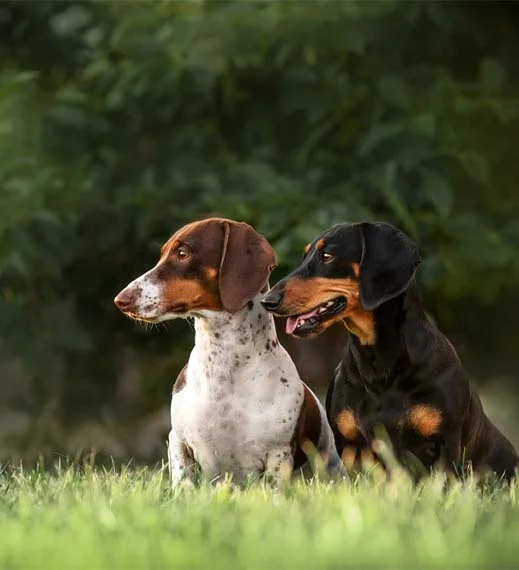 Dachsunds in a field