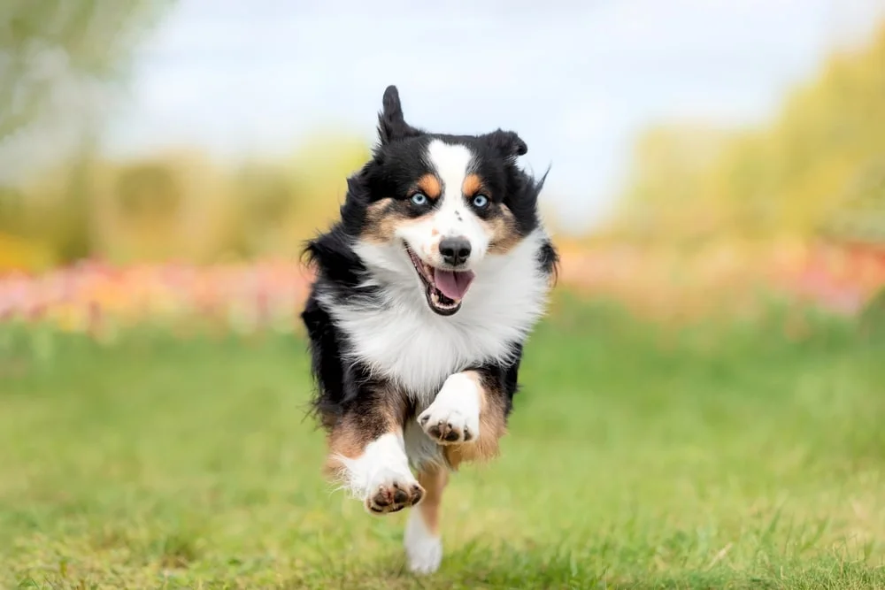 Dog running through a field