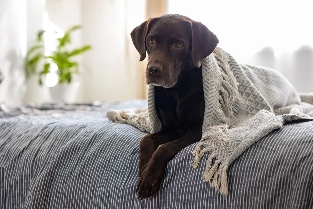 Chocolate lab lying on a bed