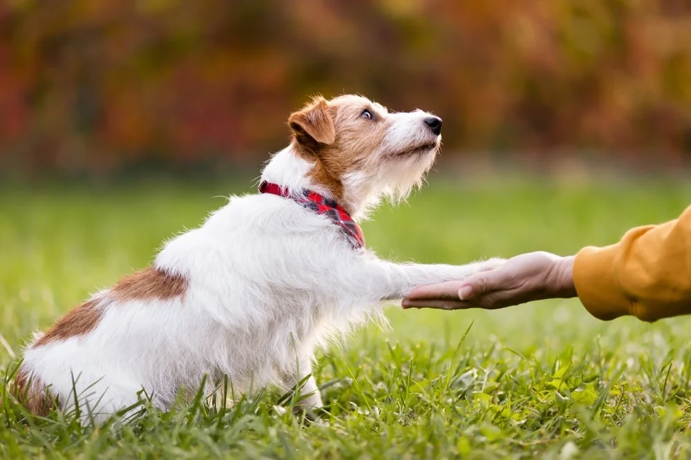 Dog giving it's owner a paw in a field