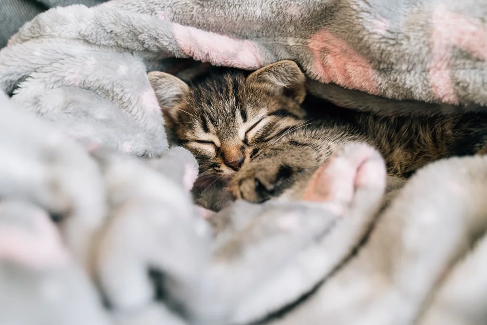 Cat snuggled in a blanket