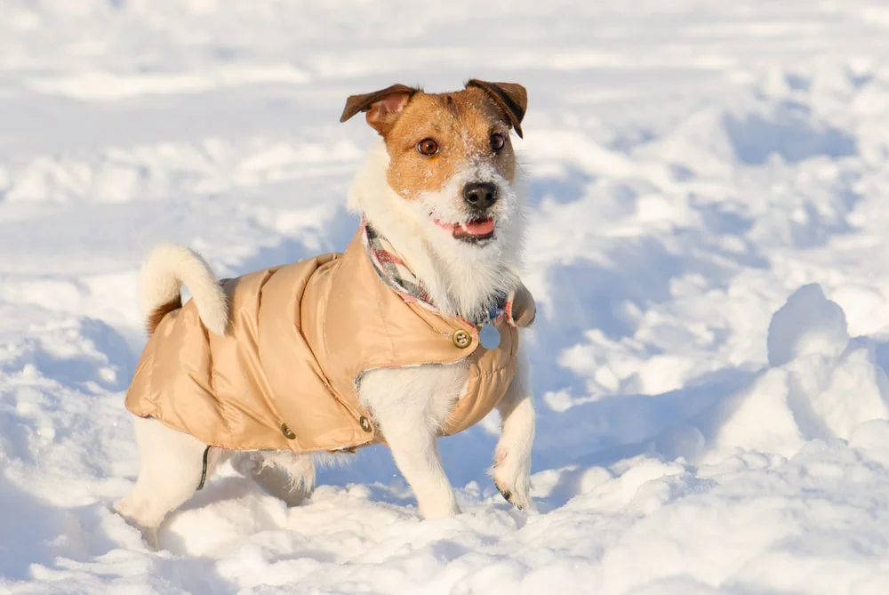 dog in a coat in the snow