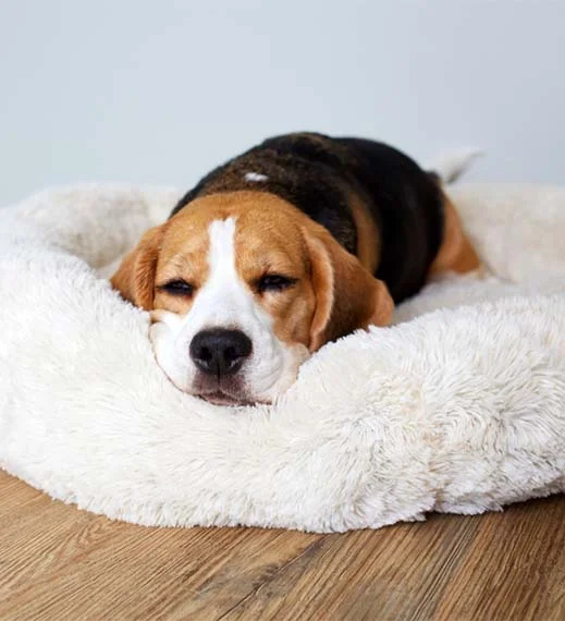 Beagle Sleeping in Dog Bed