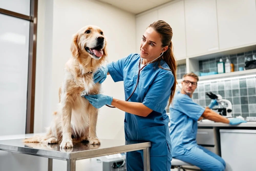 Vet examining a dog